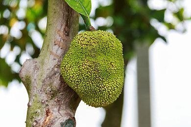《刺客信条：影》大更新后 日本祭坛、神社不可破坏